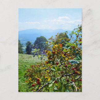 Mountain rose postcard