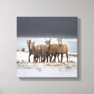 Mountain Sheep Family Canvas Print