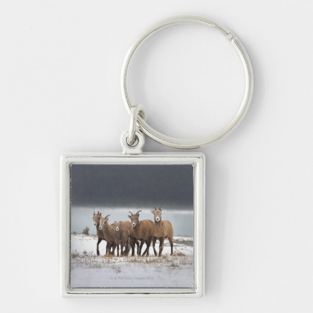 Mountain Sheep Family Key Ring (Front)