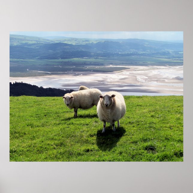 MOUNTAIN SHEEP POSTER (Front)