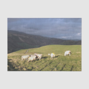 MOUNTAIN SHEEP TISSUE PAPER