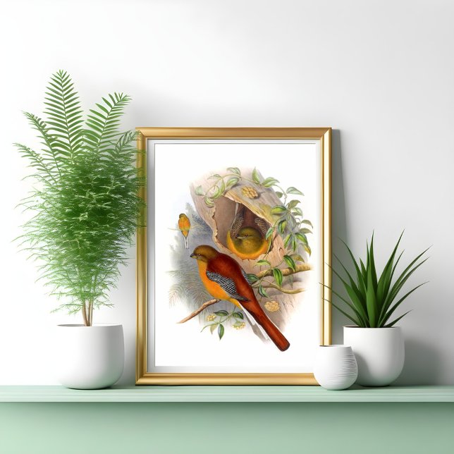 Mountain Trogon  Poster (Creator Uploaded)