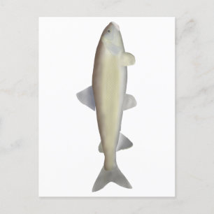 Mountain Whitefish Postcard