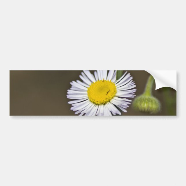 Mountain Wildflower Bumper Sticker (Front)