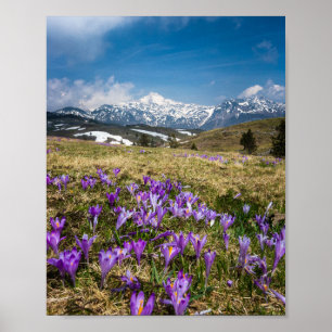 Mountains and crocus flowers on Velika Planina, Sl Poster