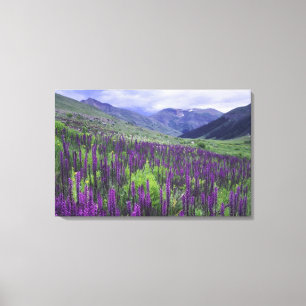 Mountains and wildflowers in alpine meadow, 2 canvas print