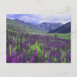 Mountains and wildflowers in alpine meadow, 2 postcard