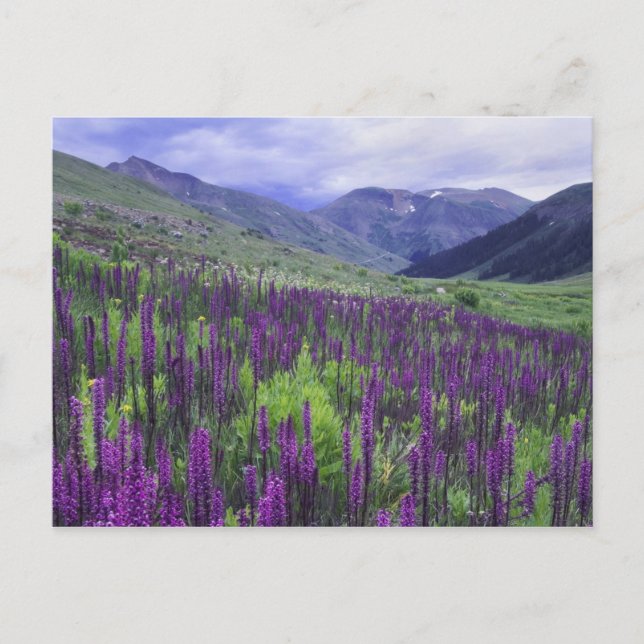 Mountains and wildflowers in alpine meadow, 2 postcard (Front)
