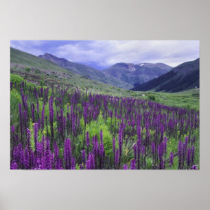 Mountains and wildflowers in alpine meadow, 2 poster