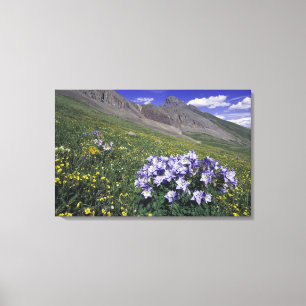 Mountains and wildflowers in alpine meadow, Blue Canvas Print