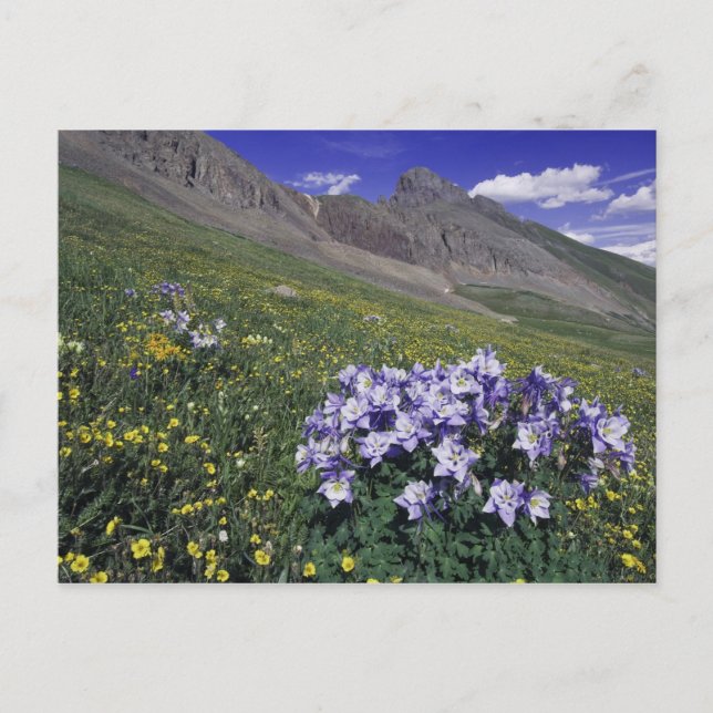 Mountains and wildflowers in alpine meadow, Blue Postcard (Front)