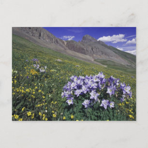 Mountains and wildflowers in alpine meadow, Blue Postcard