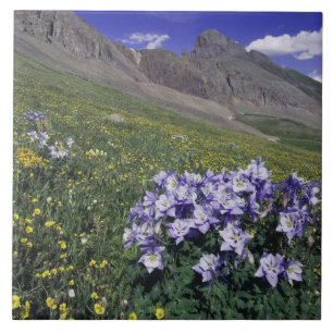Mountains and wildflowers in alpine meadow, Blue Tile