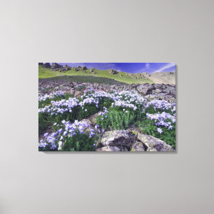 Mountains and wildflowers in alpine meadow, canvas print