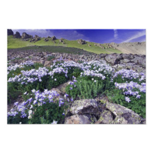 Mountains and wildflowers in alpine meadow, photo print