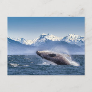 Mountains Breaching Whale Glacier Bay, Alaska Postcard
