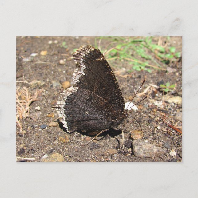 Mourning Cloak Butterfly ~ postcard (Front)