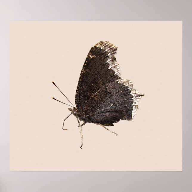 Mourning Cloak butterfly ~ print (Front)