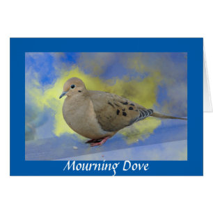 Mourning Dove