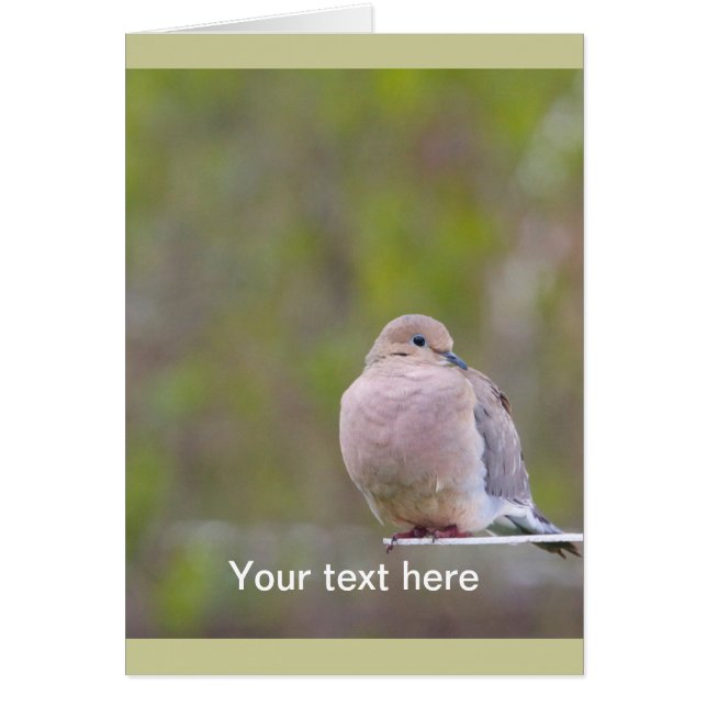 Mourning Dove (Front)