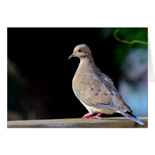 Mourning Dove