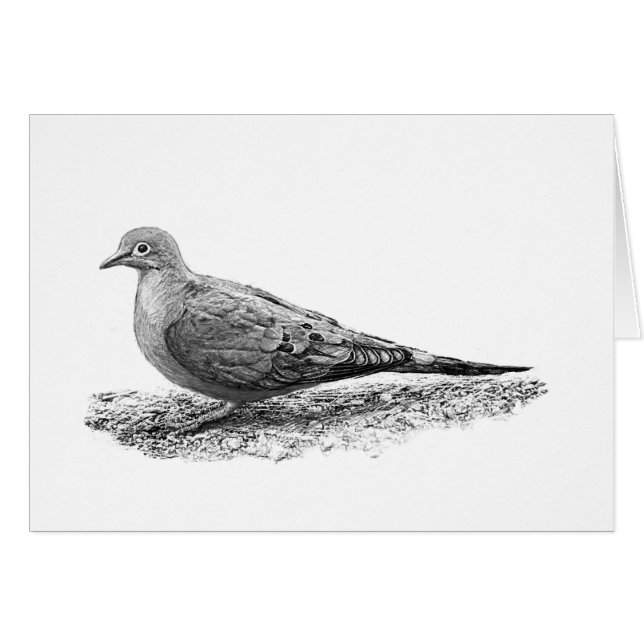 Mourning Dove (Front Horizontal)