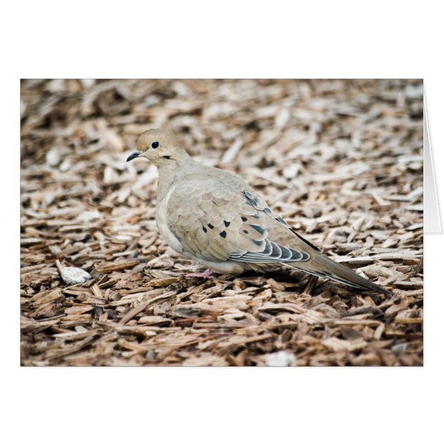 Mourning Dove 1 Card (Front Horizontal)