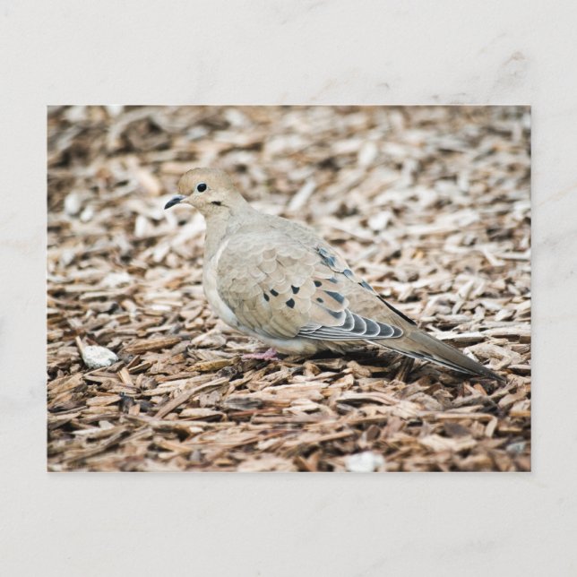 Mourning Dove 1 Postcard (Front)
