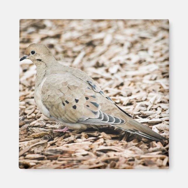 Mourning Dove 3 Magnet (Front)