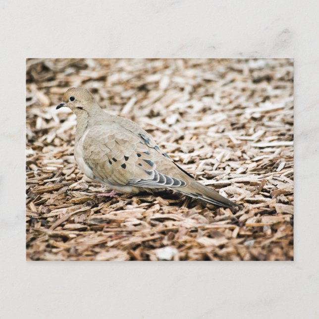 Mourning Dove 3 Postcard (Front)