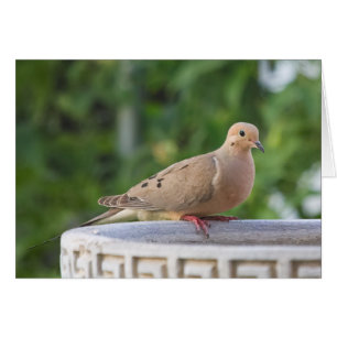 Mourning Dove at Birdbath