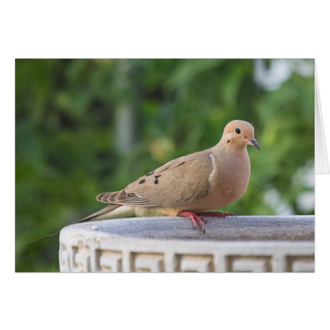 Mourning Dove at Birdbath (Front Horizontal)