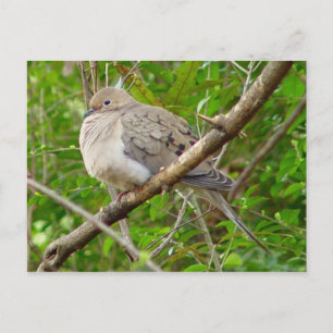 Mourning Dove Bird Postcard