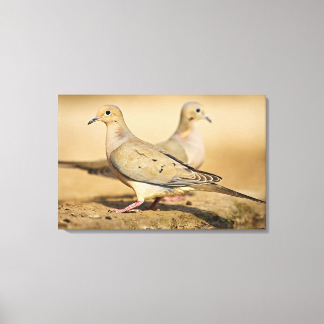 Mourning Dove Canvas Print (Front)