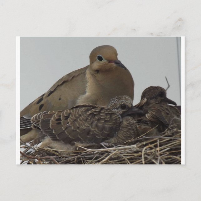 Mourning Dove Family Postcard (Front)