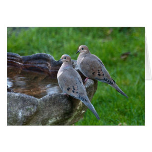 Mourning Dove - Frameable Art Card