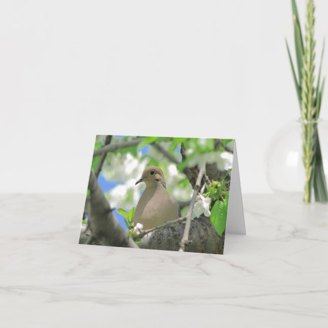 Mourning Dove Greeting or Note Card  #81 (Front)
