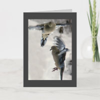 Mourning Dove