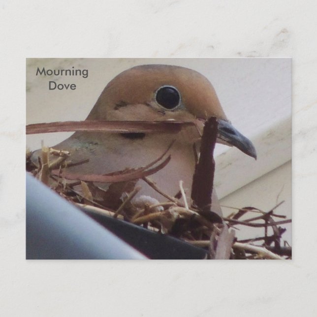 Mourning Dove in her nest. Postcard (Front)