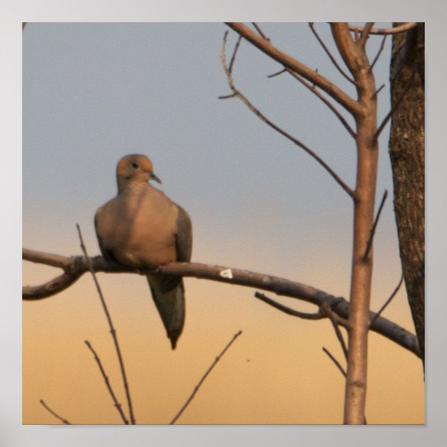 Mourning Dove in Tree Poster (Front)