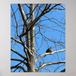 Mourning Dove in Tree Poster