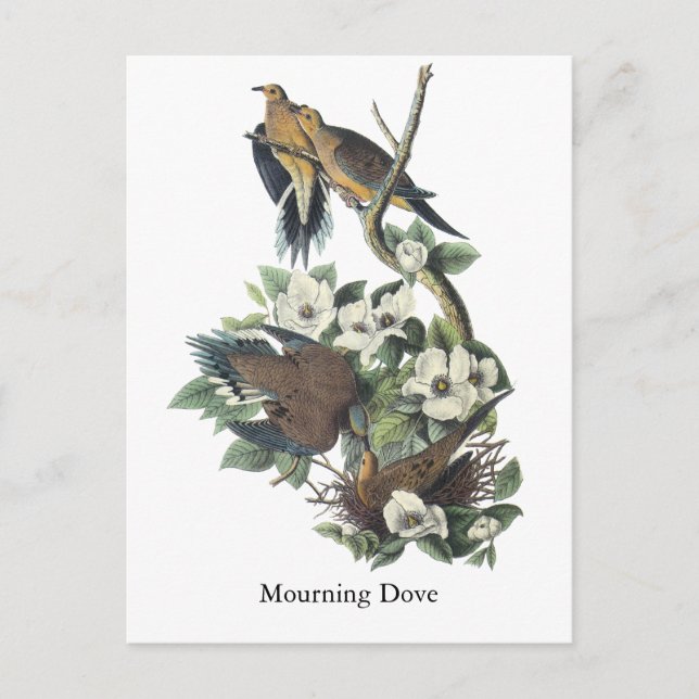 Mourning Dove, John Audubon Postcard (Front)