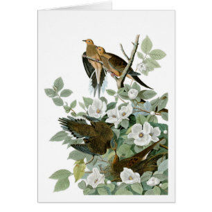 Mourning Dove, John James Audubon