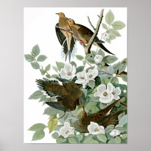 Mourning Dove, John James Audubon Poster