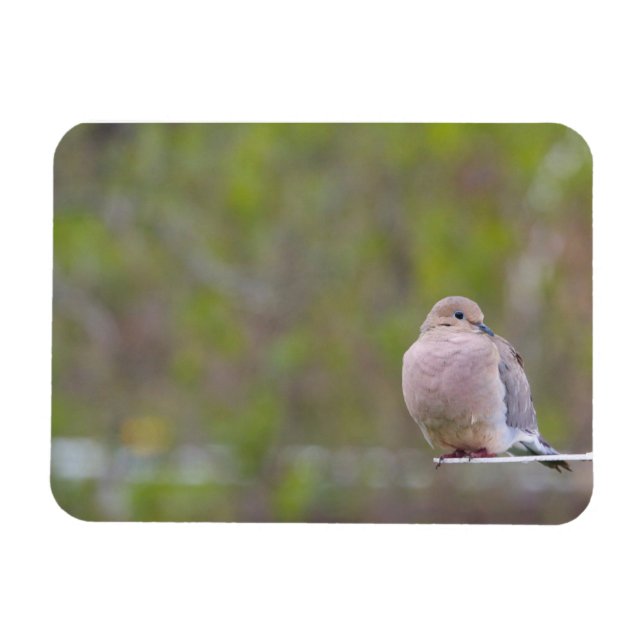 Mourning Dove Magnet (Horizontal)