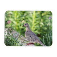 Mourning Dove