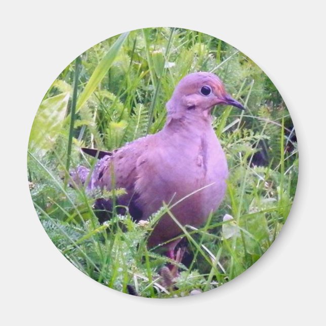 Mourning Dove Magnet (Front)