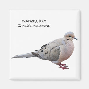 Mourning Dove Magnet