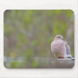 Mourning Dove Mouse Pad