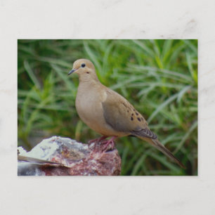 Mourning Dove on Chalcedony filled Rock Postcard